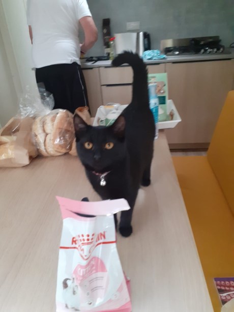 Kat Europese korthaar of huiskat