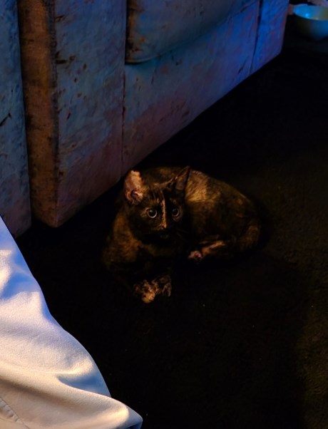 Kat Europese korthaar of huiskat