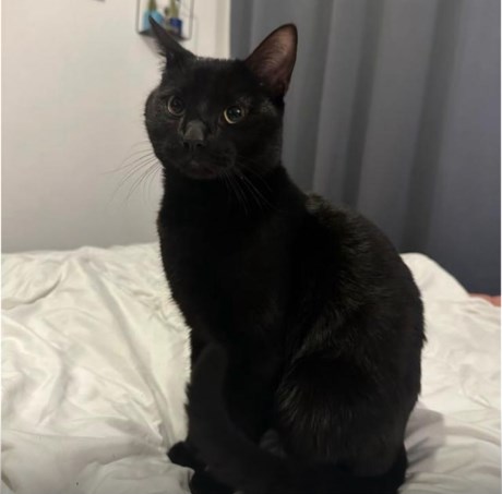 Kat Europese korthaar of huiskat