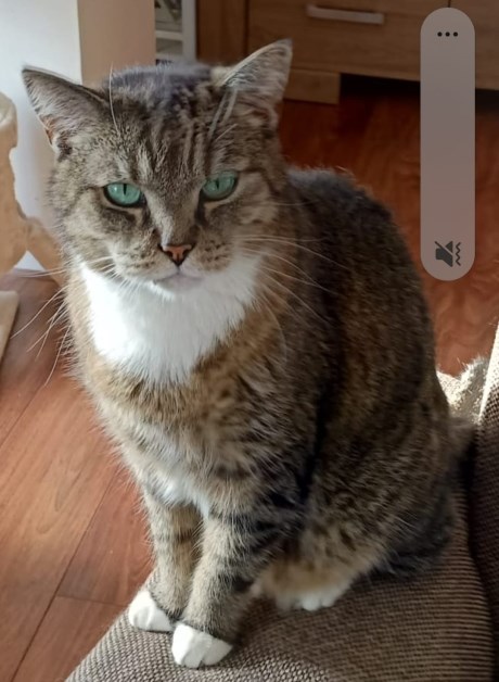 Kat Europese korthaar of huiskat