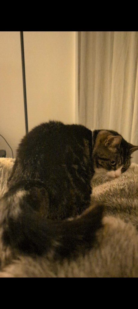 Kat Europese korthaar of huiskat