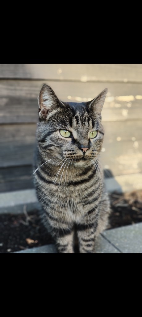 Kat Europese korthaar of huiskat