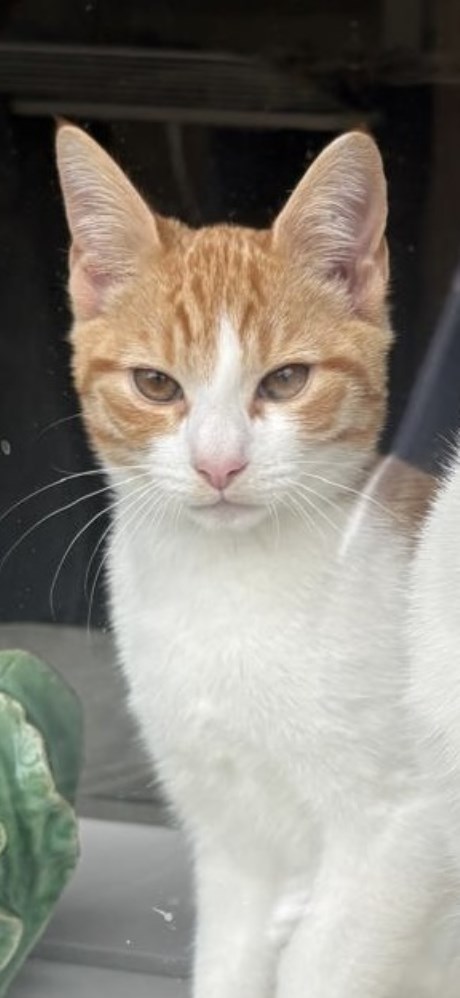 Kat Europese korthaar of huiskat