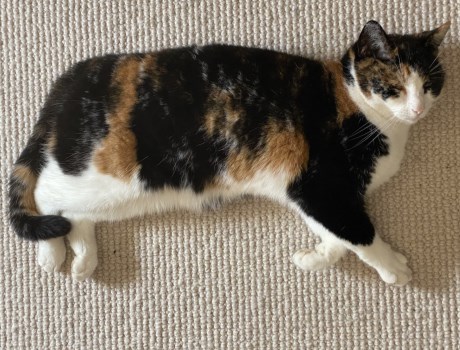 Kat Europese korthaar of huiskat