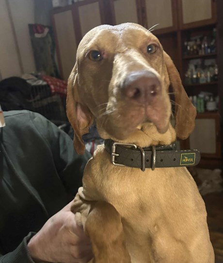 Hond Vizsla