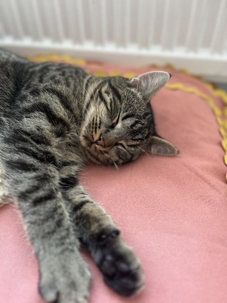 Kat Europese korthaar of huiskat