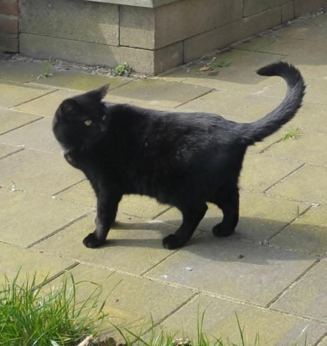 Kat Europese korthaar of huiskat