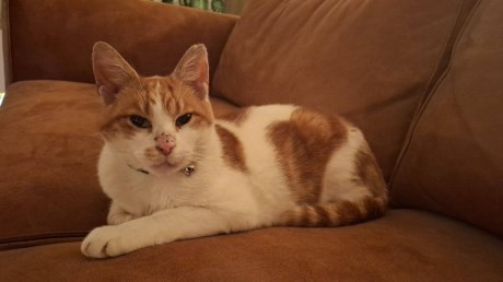 Kat Europese korthaar of huiskat