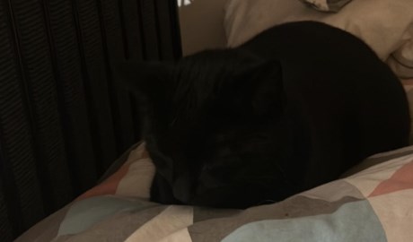 Kat Europese korthaar of huiskat