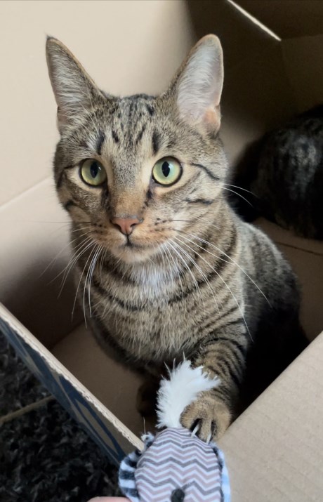 Kat Europese korthaar of huiskat