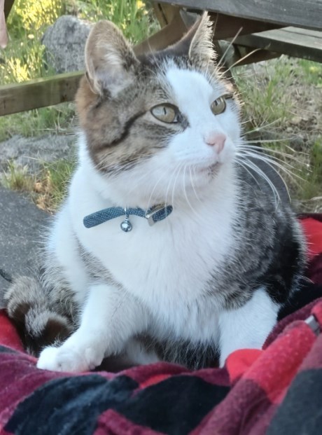 Kat Europese korthaar of huiskat