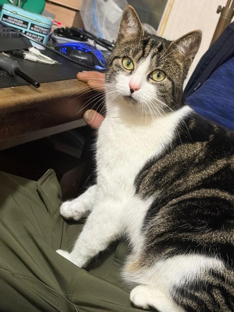 Kat Europese korthaar of huiskat