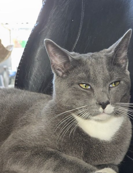 Kat Brits korthaar X