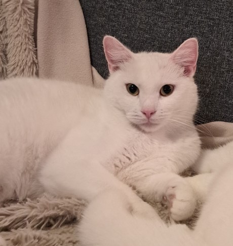 Kat Europese korthaar of huiskat