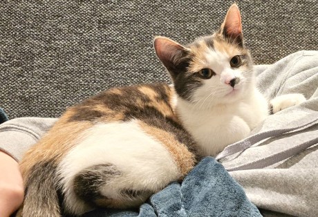 Kat Europese korthaar of huiskat