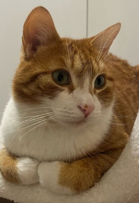 Kat Europese korthaar of huiskat