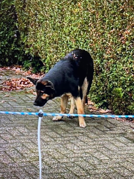 Hond Herder