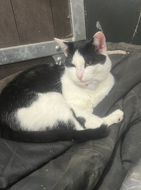 Kat Europese korthaar of huiskat