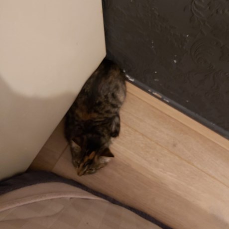 Kat Europese korthaar of huiskat