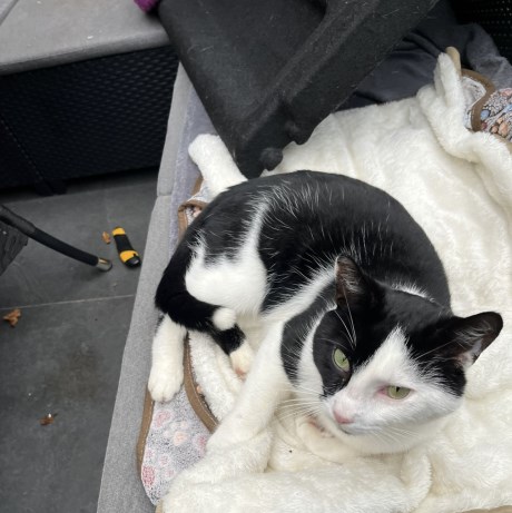 Kat Europese korthaar of huiskat