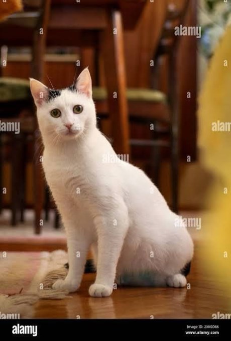 Kat Europese korthaar of huiskat