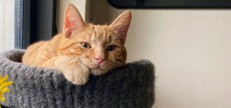 Kat Europese korthaar of huiskat