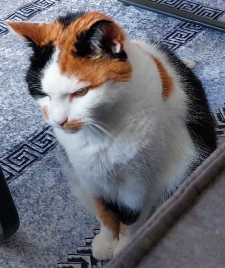 Kat Europese korthaar of huiskat