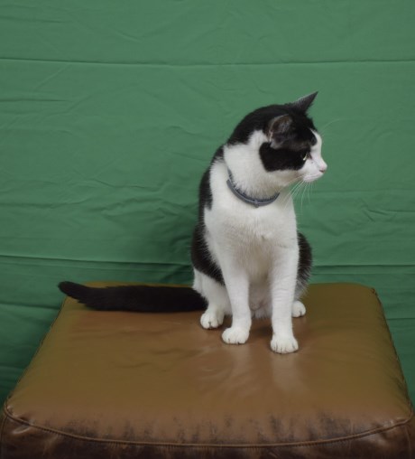 Kat Europese korthaar of huiskat