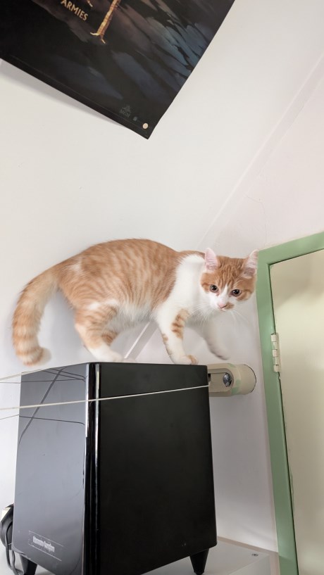 Kat Europese korthaar of huiskat