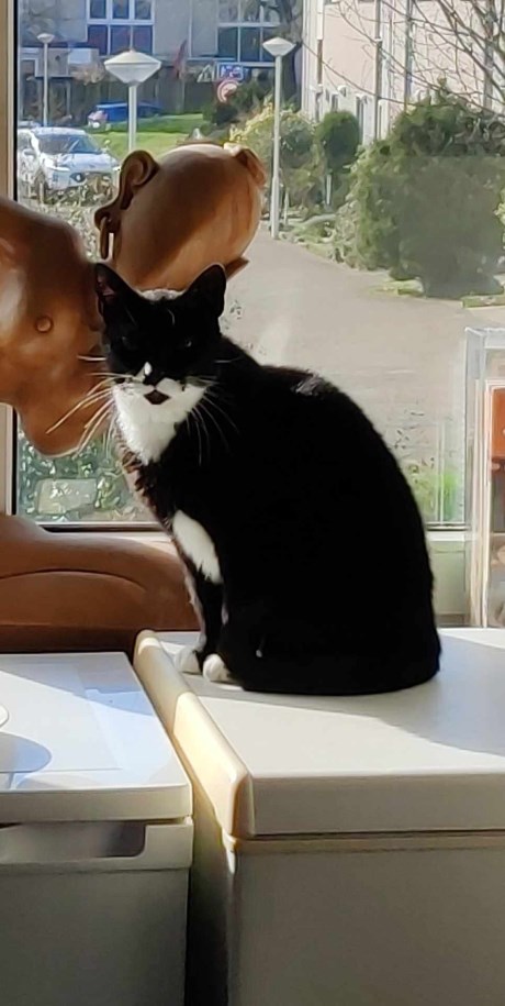 Kat Europese korthaar of huiskat