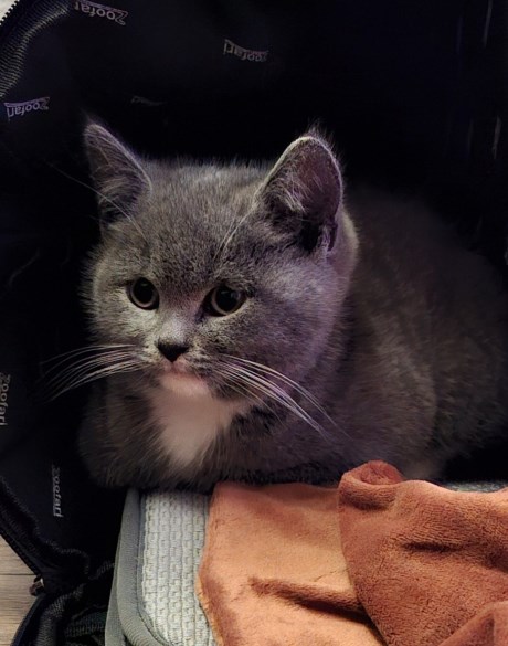 Kat Brits korthaar X