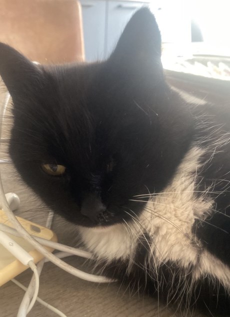 Kat Europese korthaar of huiskat