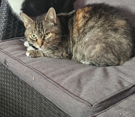 Kat Europese korthaar of huiskat