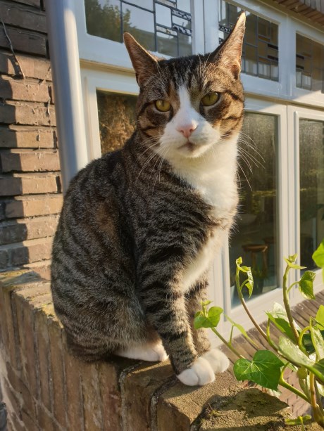 Kat Europese korthaar of huiskat