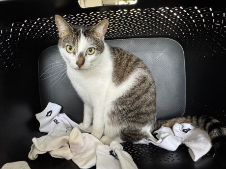 Kat Europese korthaar of huiskat