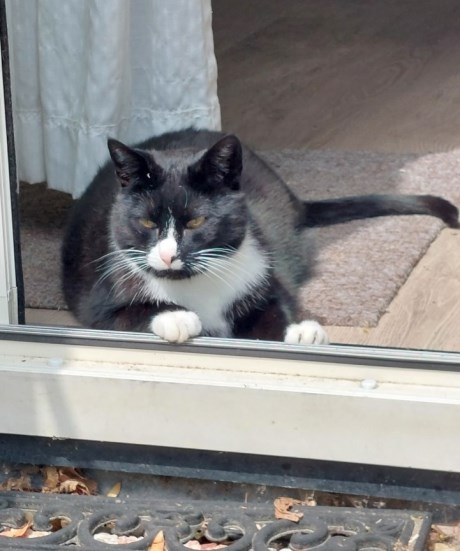 Kat Europese korthaar of huiskat