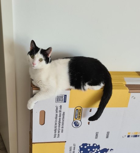 Kat Europese korthaar of huiskat