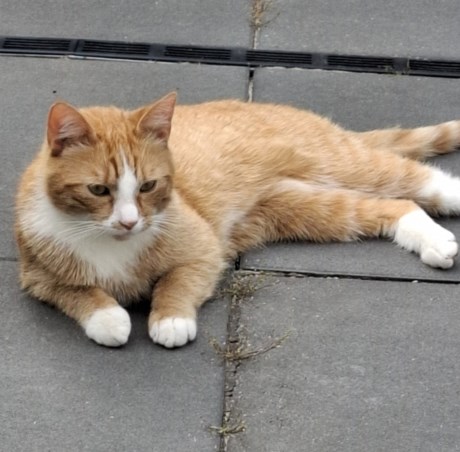 Kat Europese korthaar of huiskat