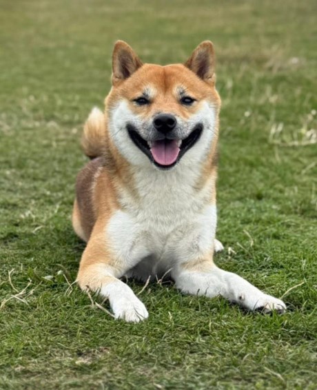 Hond Shiba inu