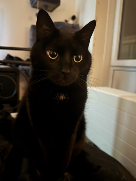 Kat Europese korthaar of huiskat