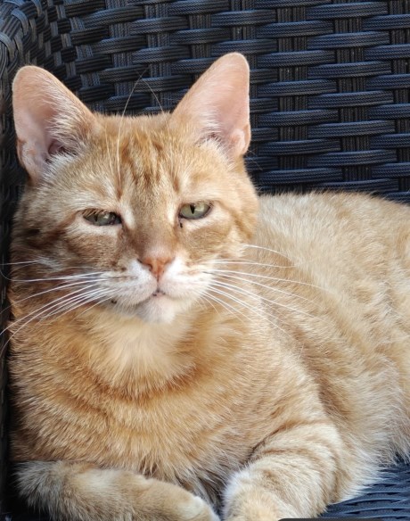 Kat Europese korthaar of huiskat