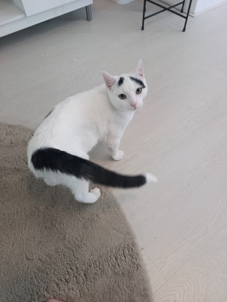 Kat Europese korthaar of huiskat