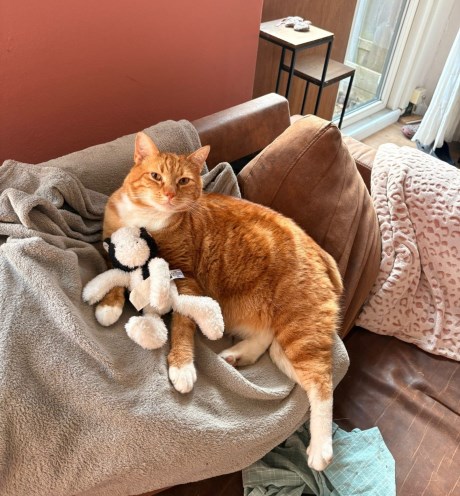 Kat Europese korthaar of huiskat