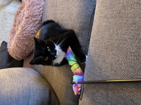 Kat Europese korthaar of huiskat