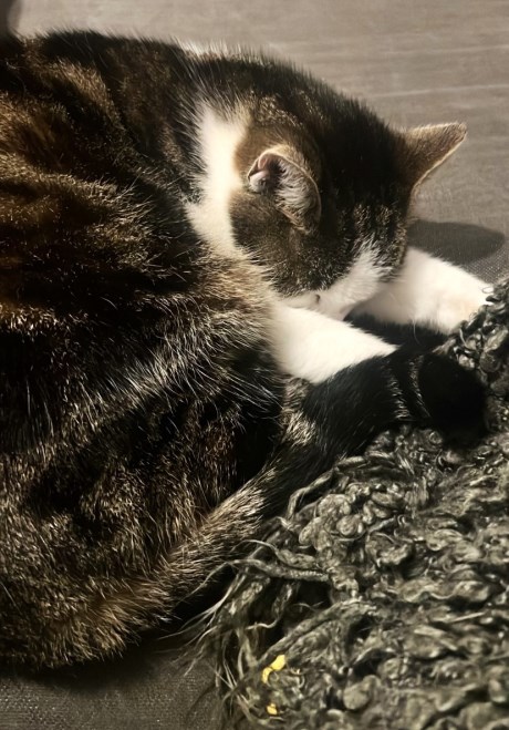 Kat Europese korthaar of huiskat