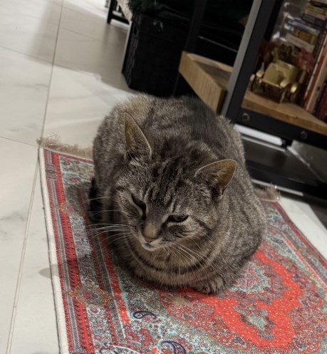 Kat Europese korthaar of huiskat