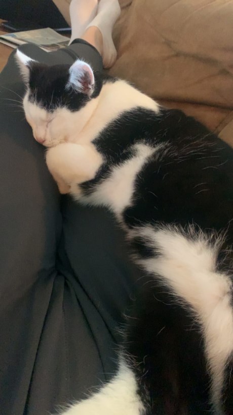 Kat Europese korthaar of huiskat