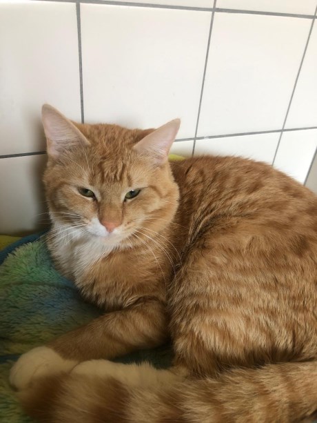 Kat Europese korthaar of huiskat