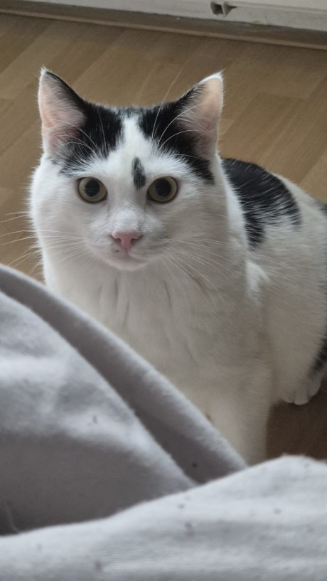 Kat Europese korthaar of huiskat