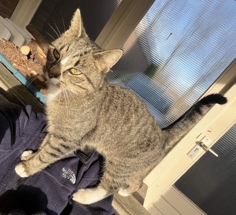 Kat Europese korthaar of huiskat